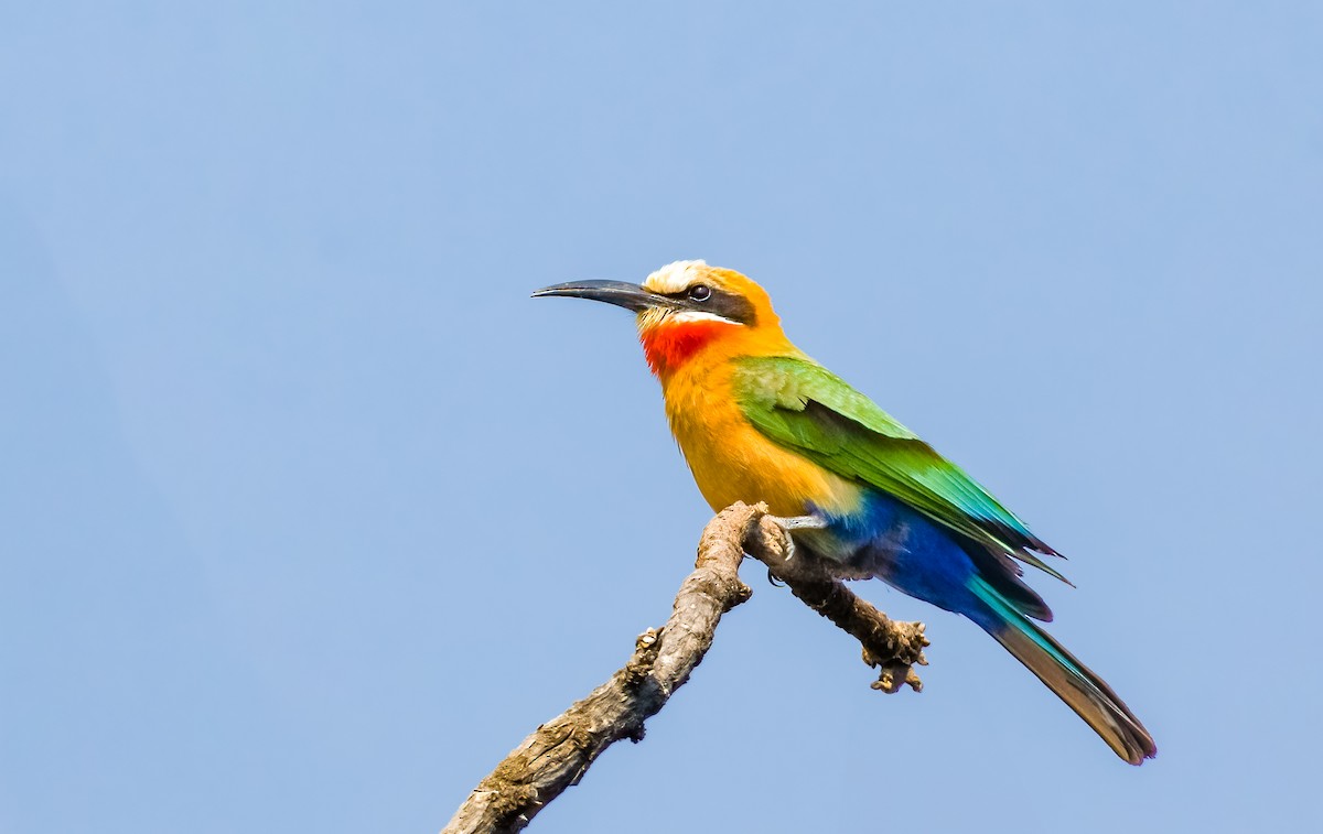 White-fronted Bee-eater - ML620495656