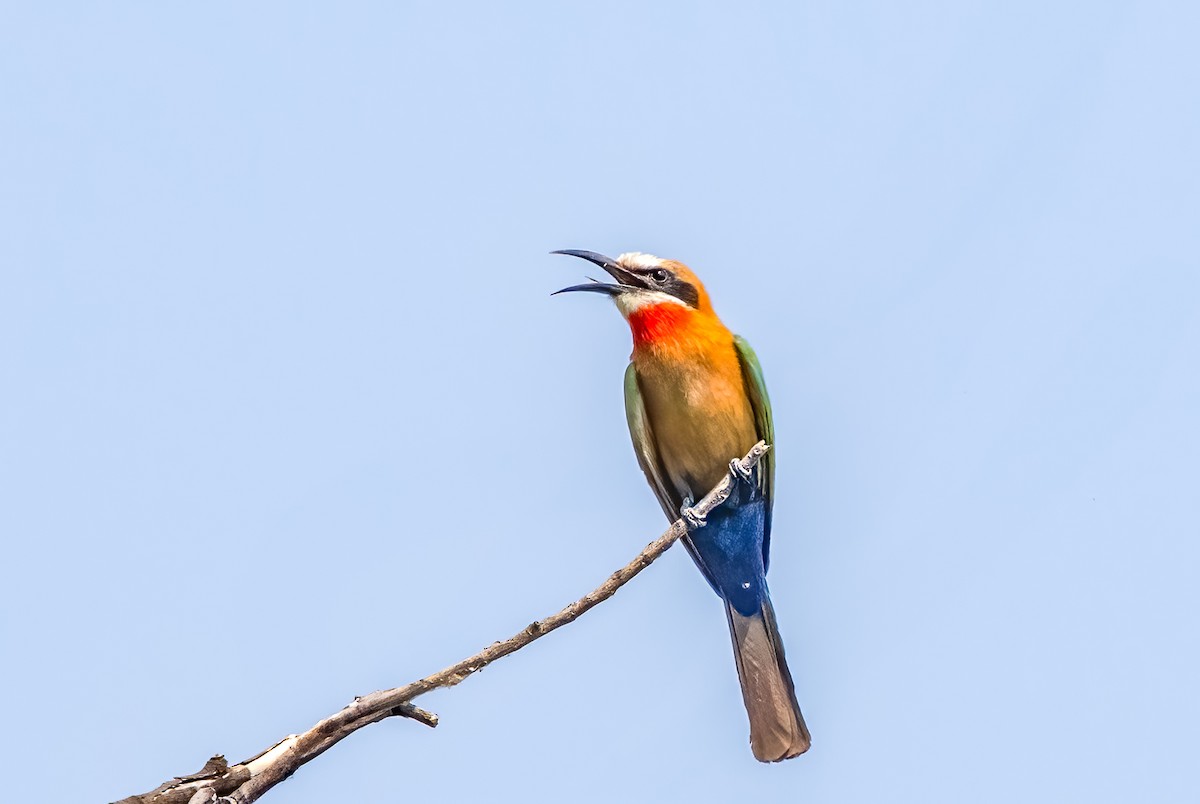 White-fronted Bee-eater - ML620495657