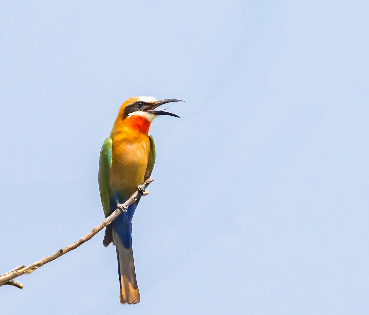 White-fronted Bee-eater - ML620495658