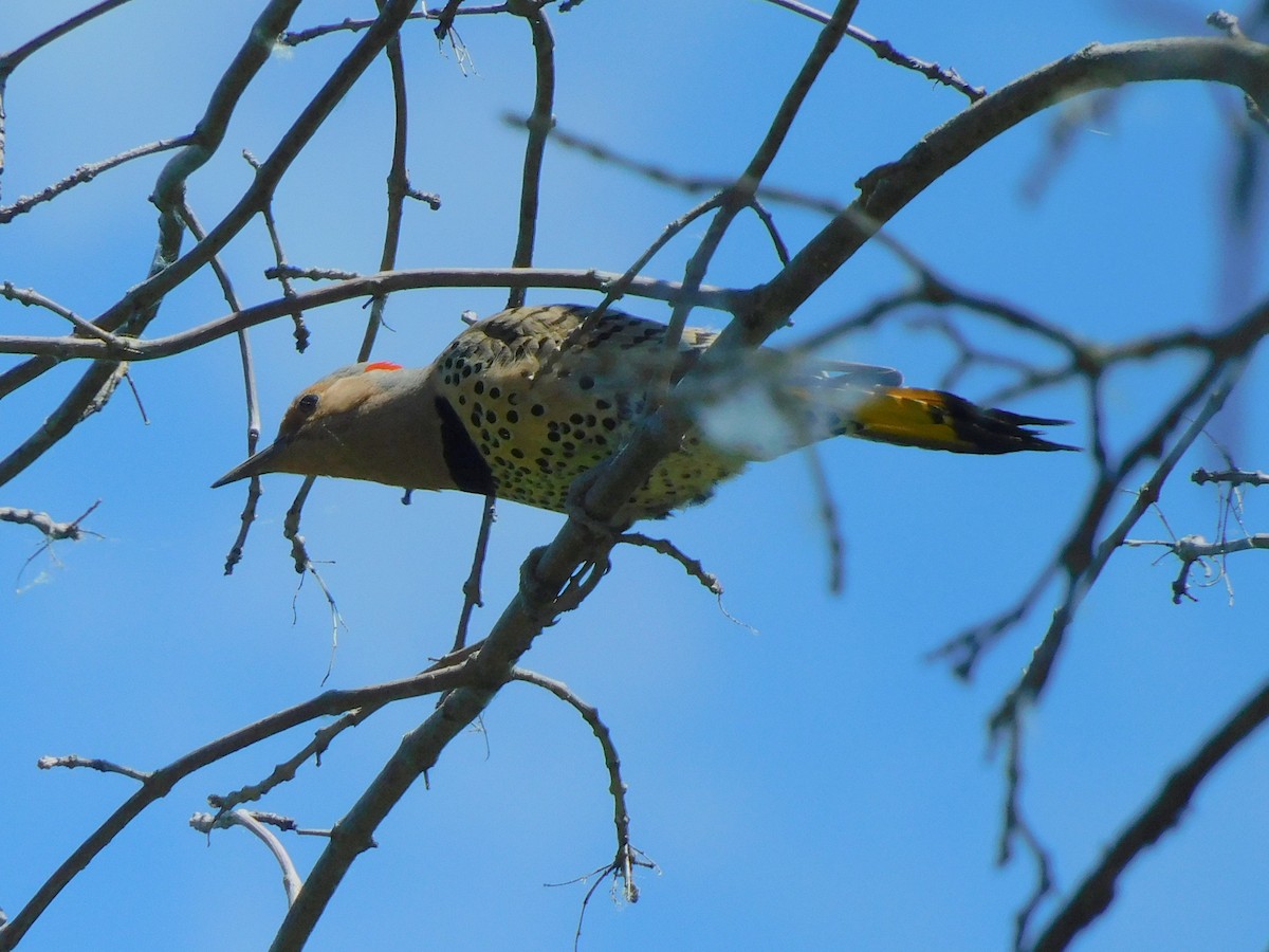 Northern Flicker - ML620495667