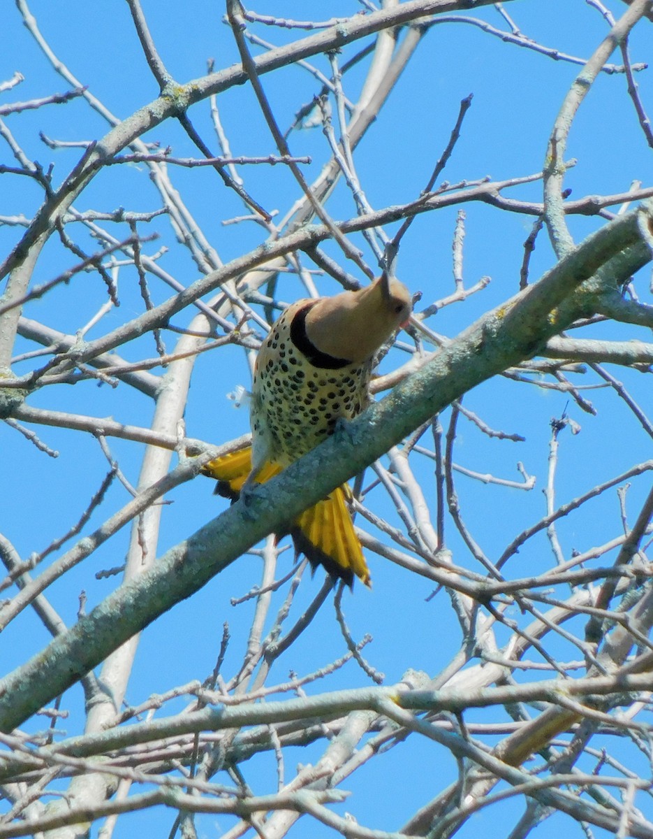 Northern Flicker - ML620495668