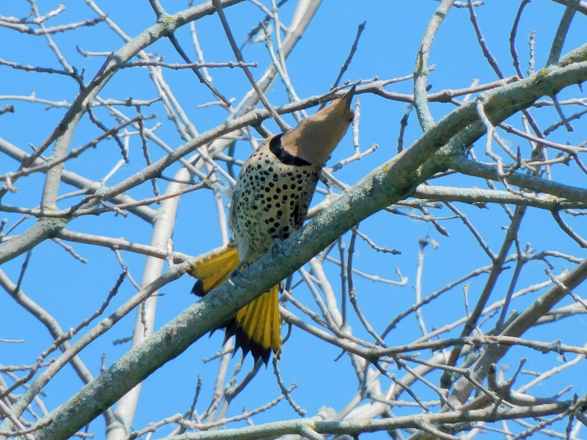 Northern Flicker - ML620495670