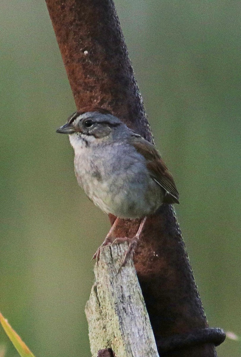 Swamp Sparrow - ML620495672