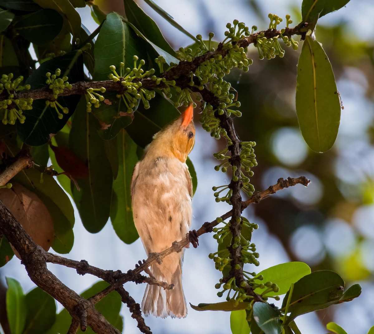 Red-headed Weaver - ML620495675