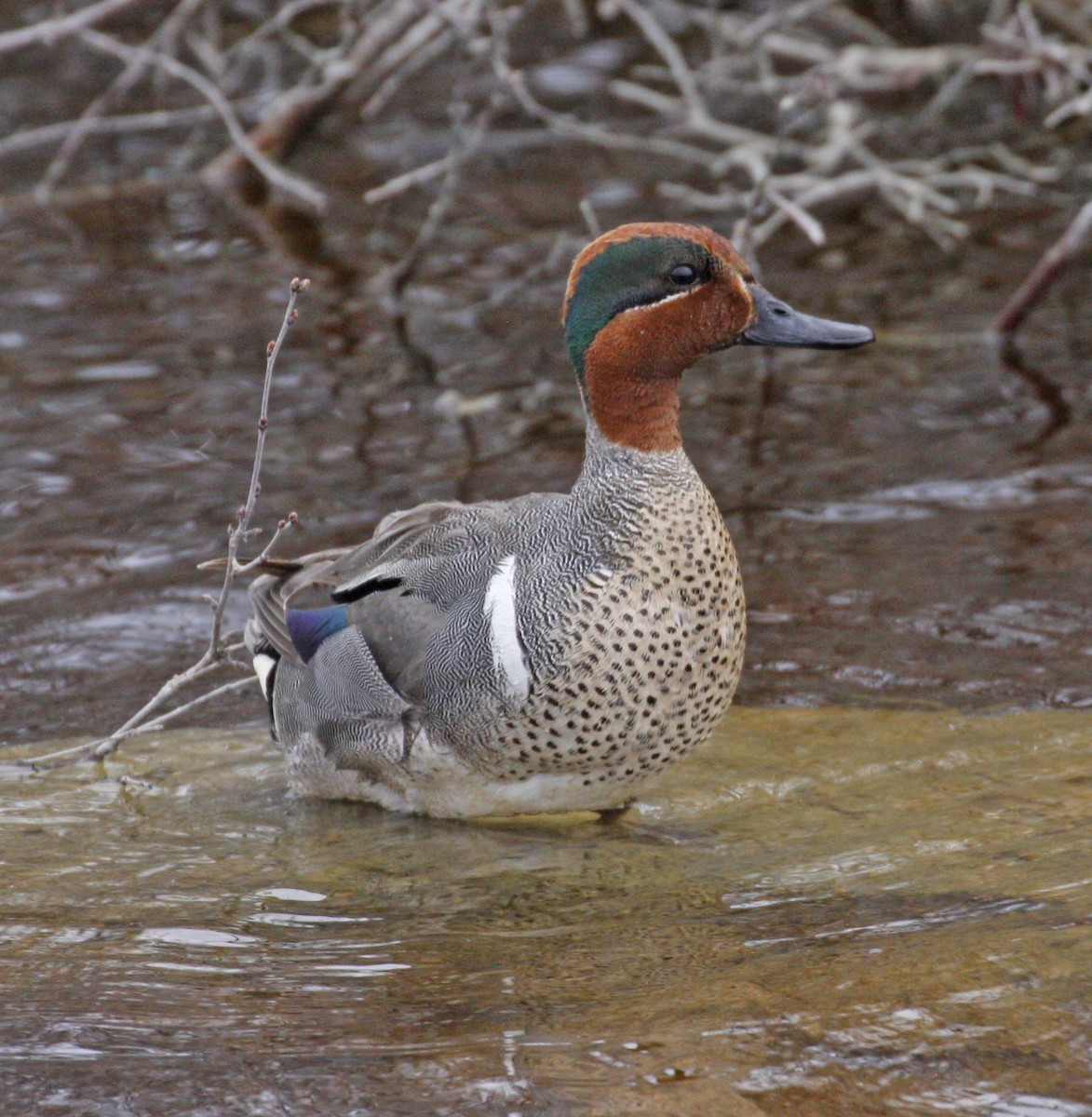 Green-winged Teal - ML620495685