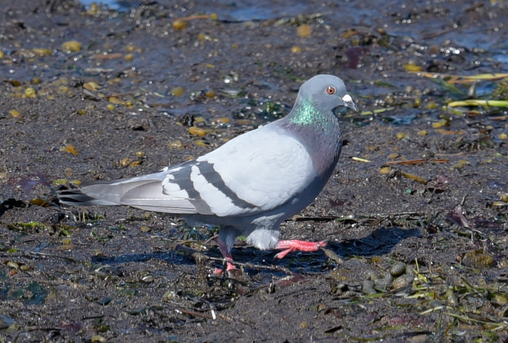 Rock Pigeon (Feral Pigeon) - ML620495686