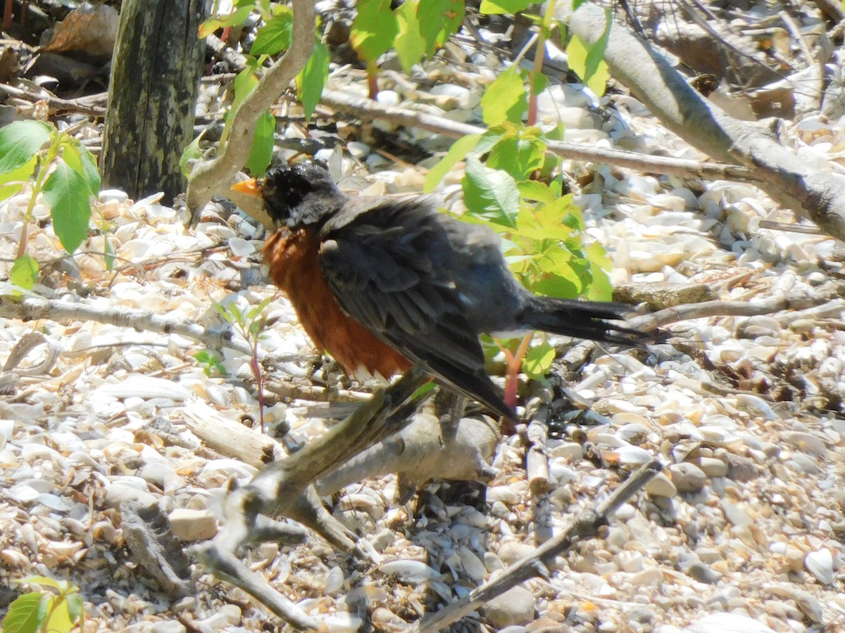 American Robin - Briar Greisinger