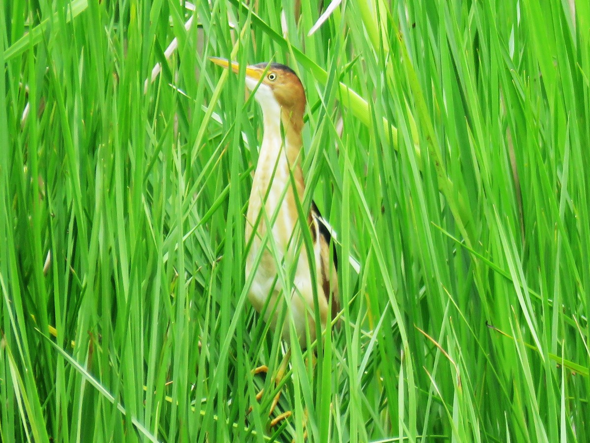 Least Bittern - ML620495697