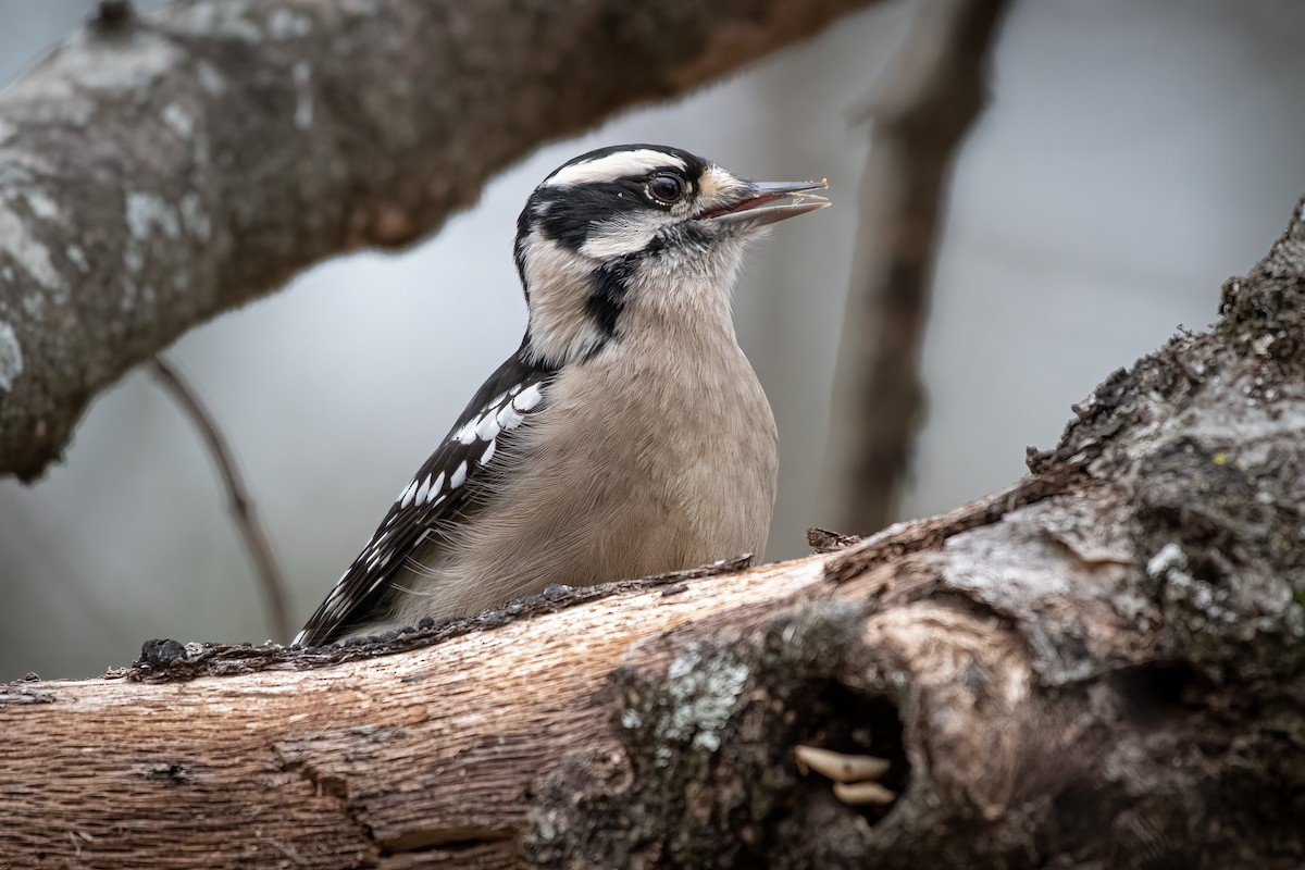 Downy Woodpecker - Rob Cochran