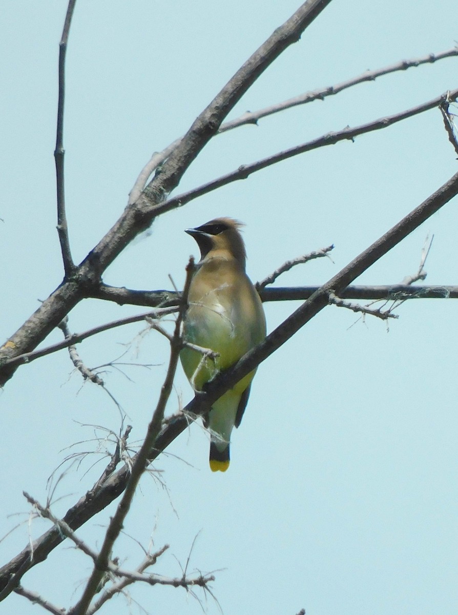 Cedar Waxwing - ML620495701