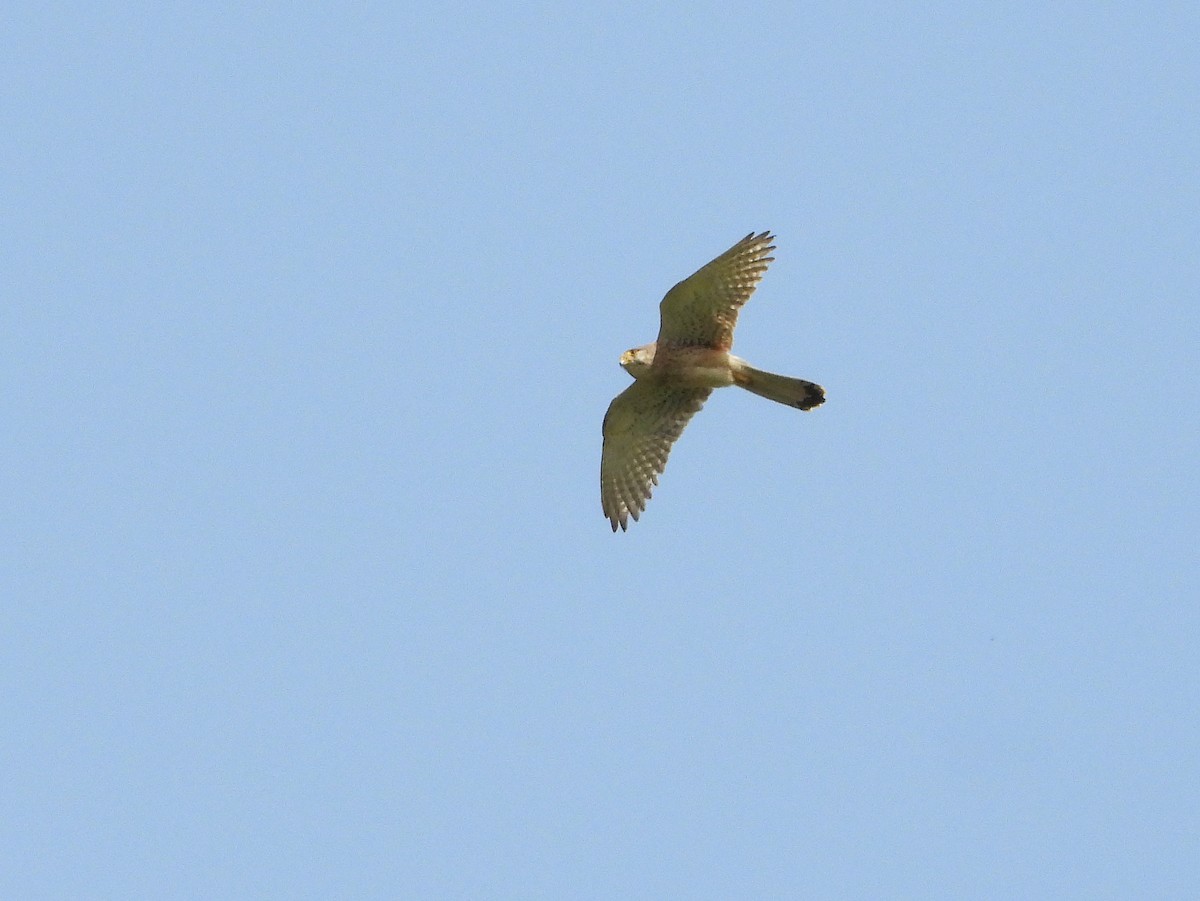 Eurasian Kestrel - ML620495705