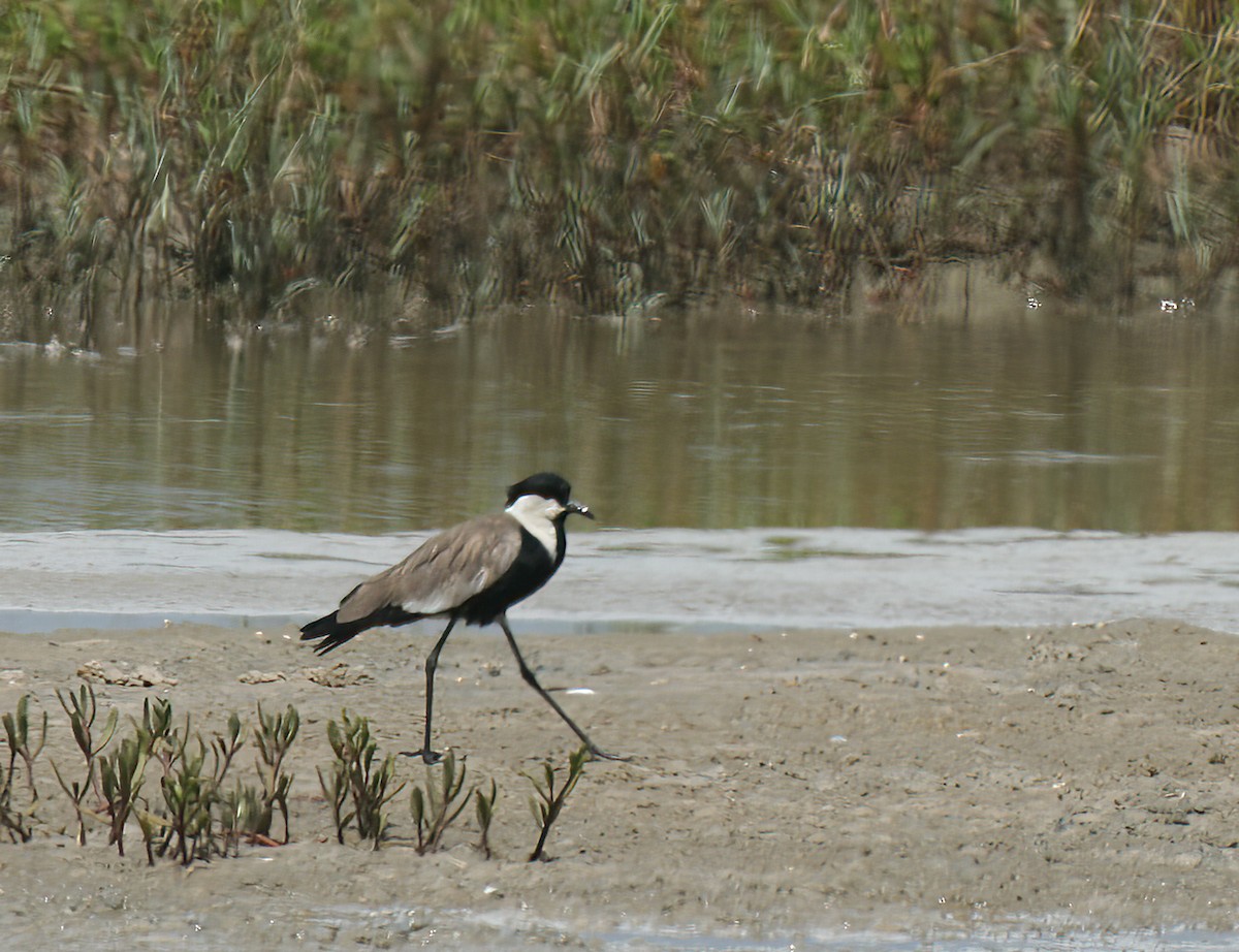 Spur-winged Lapwing - ML620495708