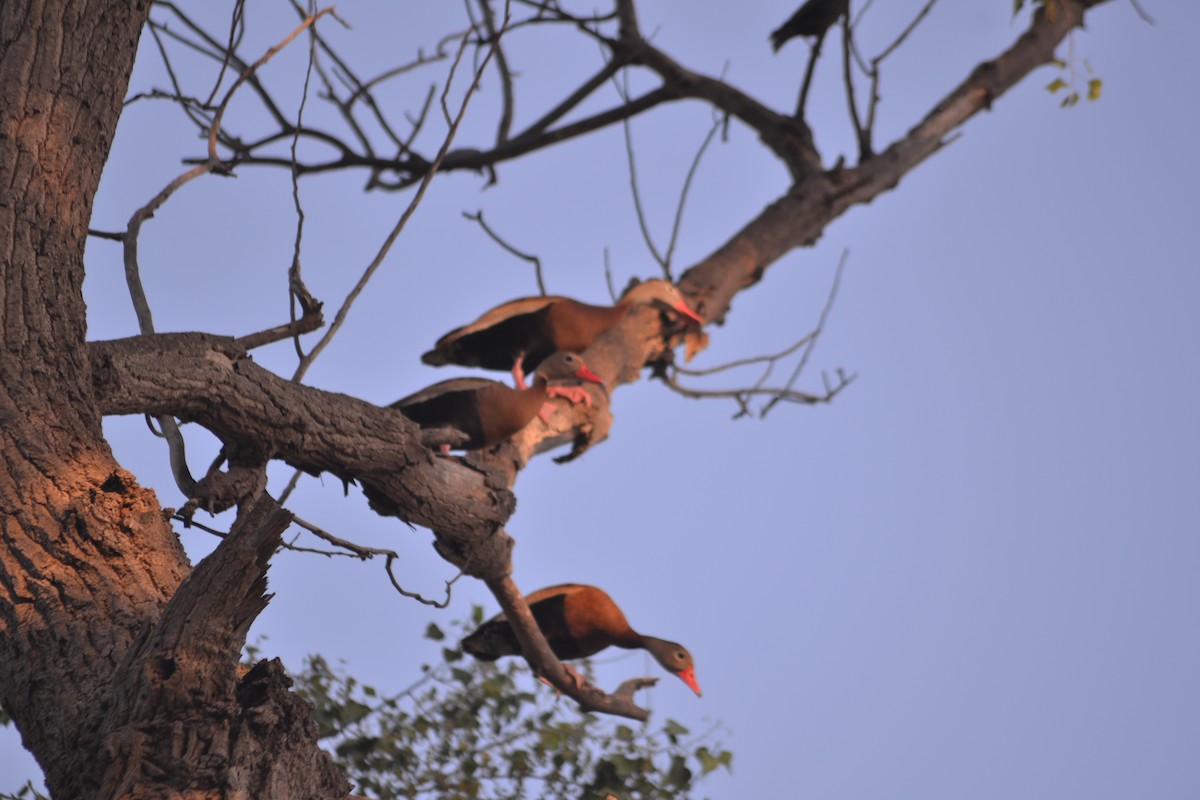 Black-bellied Whistling-Duck - ML620495709