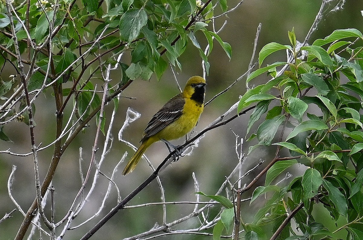 Orchard Oriole - ML620495711