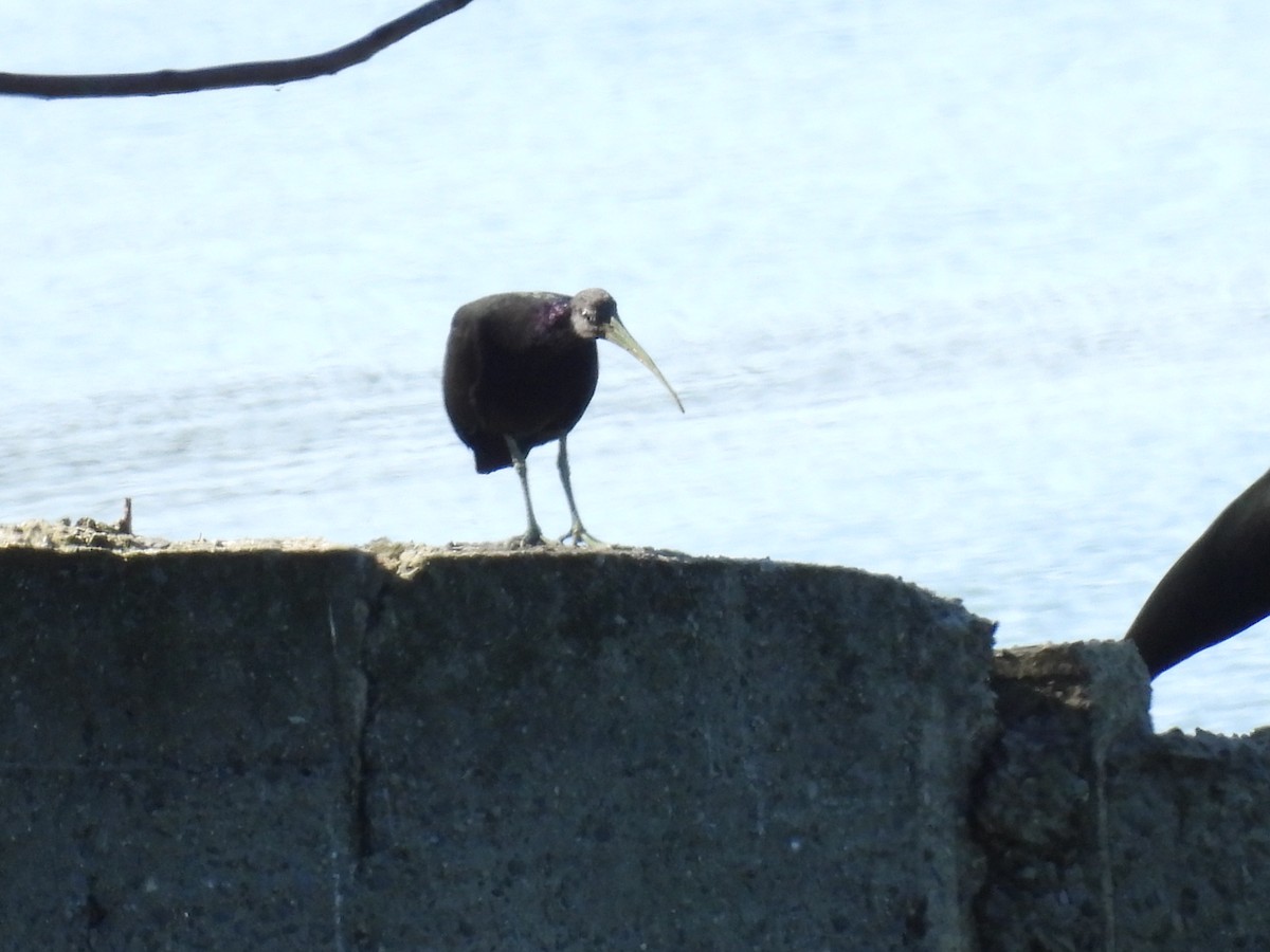 Green Ibis - ML620495713