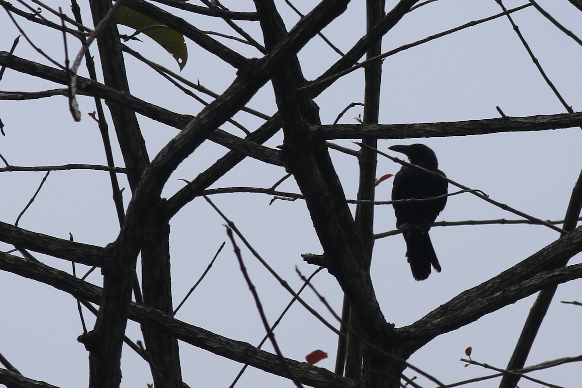 Slender-billed Crow - ML620495714