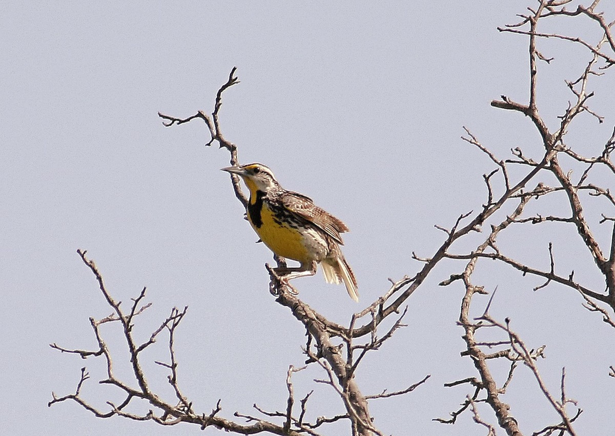 Eastern Meadowlark - ML620495721