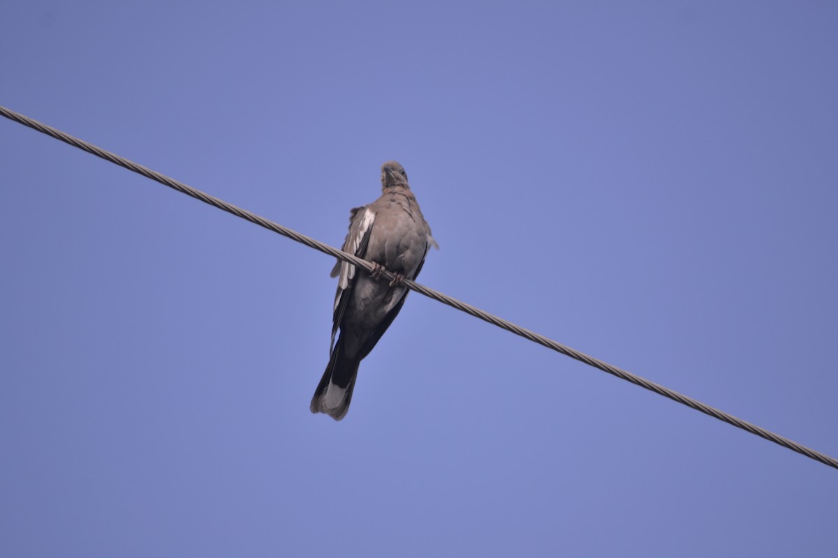 White-winged Dove - ML620495730