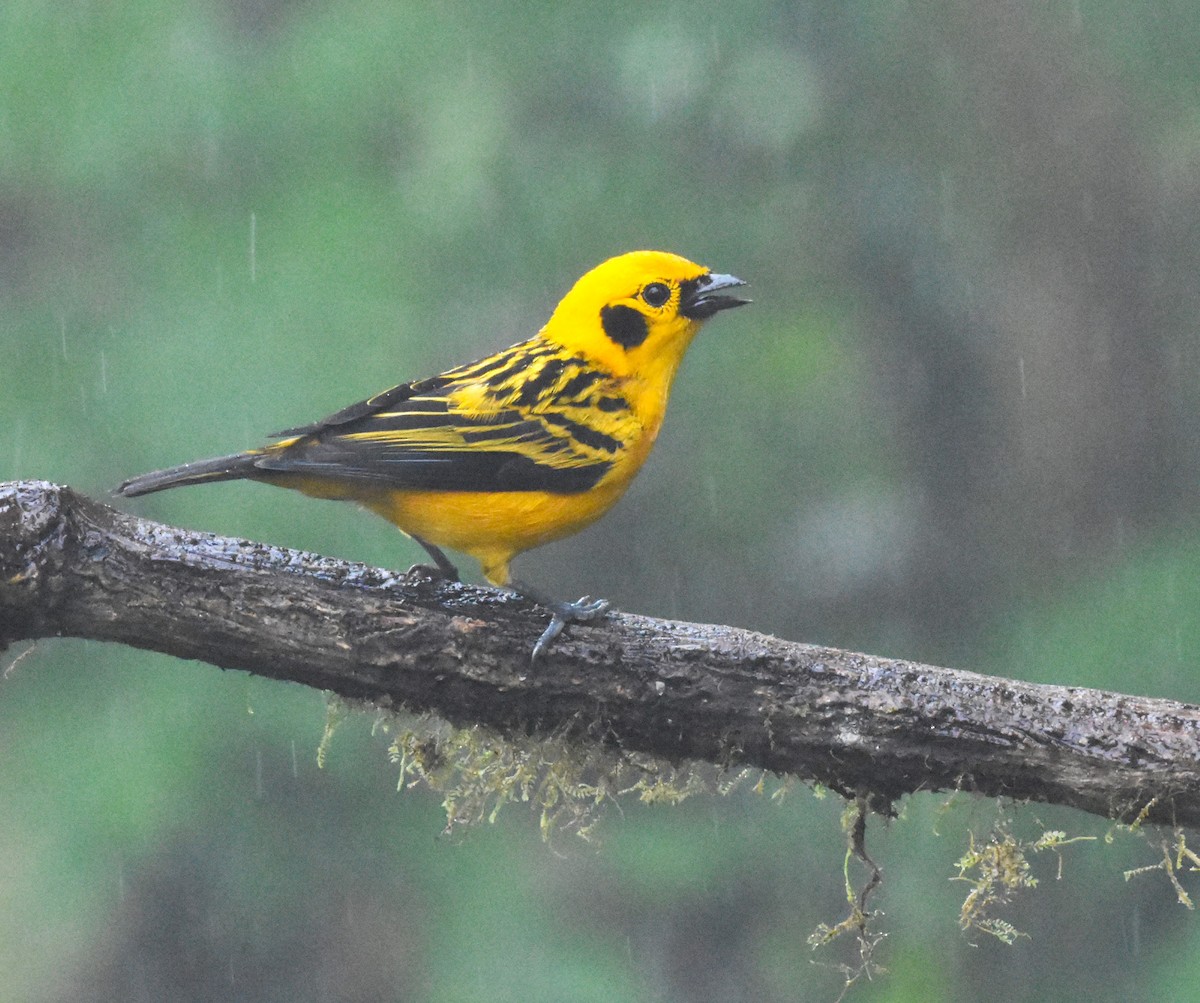 Golden Tanager - ML620495731