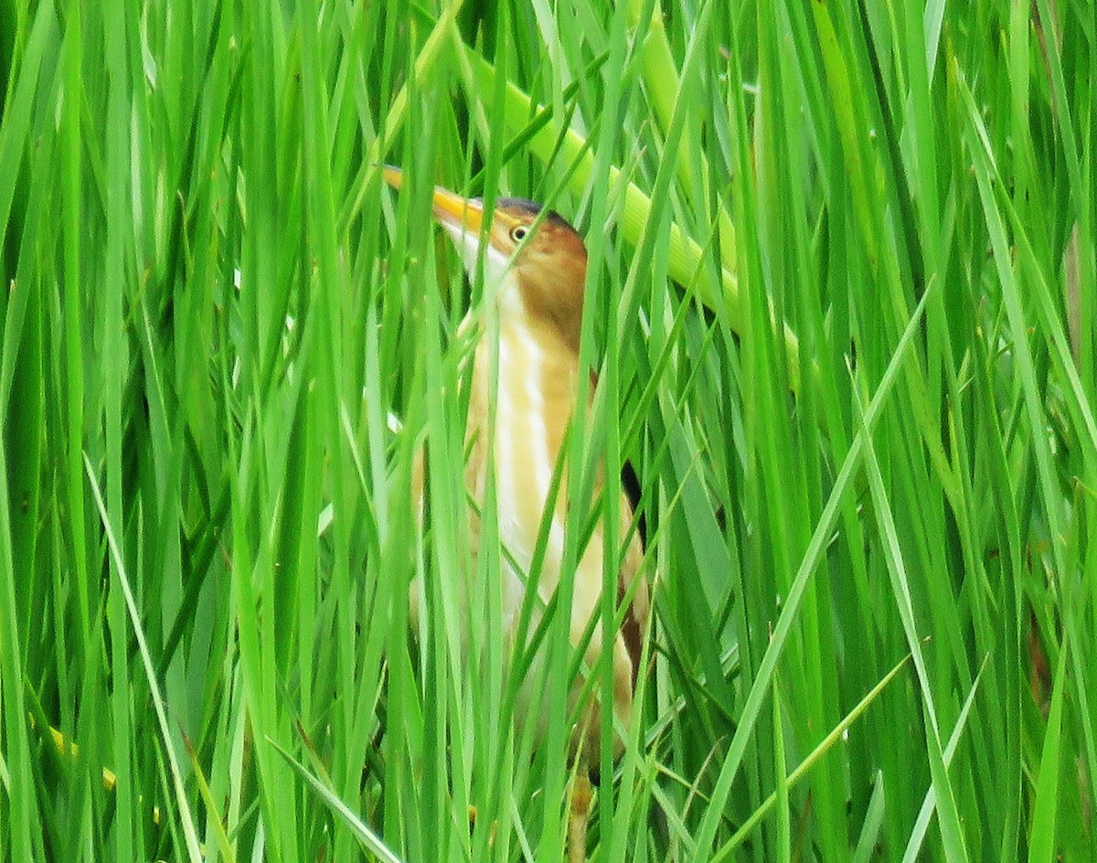 Least Bittern - ML620495737