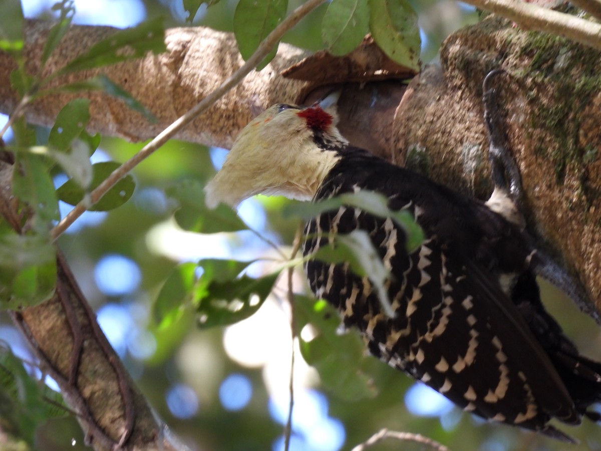 Blond-crested Woodpecker - ML620495739