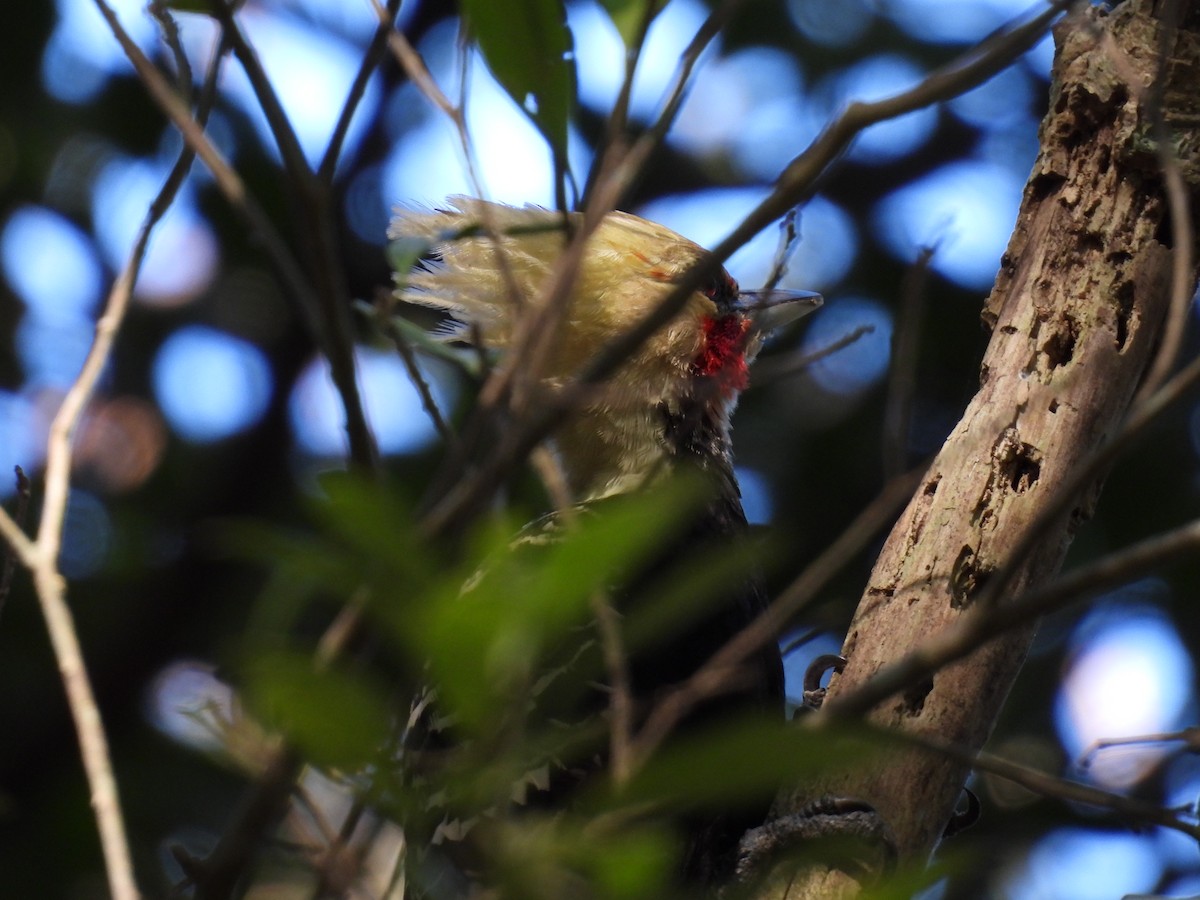 Blond-crested Woodpecker - ML620495740