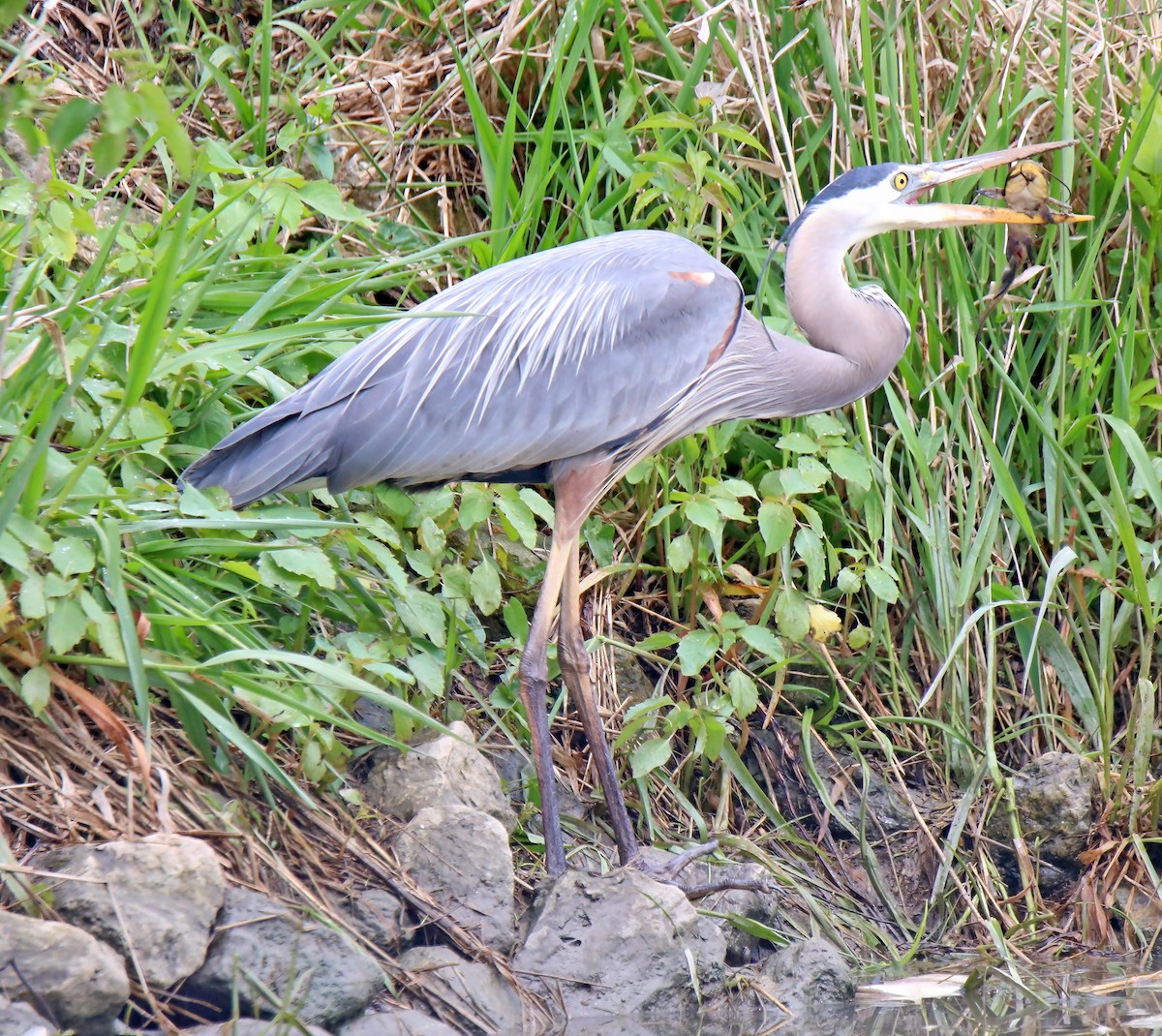 Great Blue Heron - ML620495741