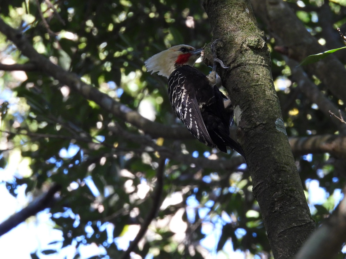 Blond-crested Woodpecker - ML620495744