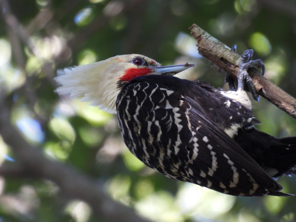 Blond-crested Woodpecker - ML620495745