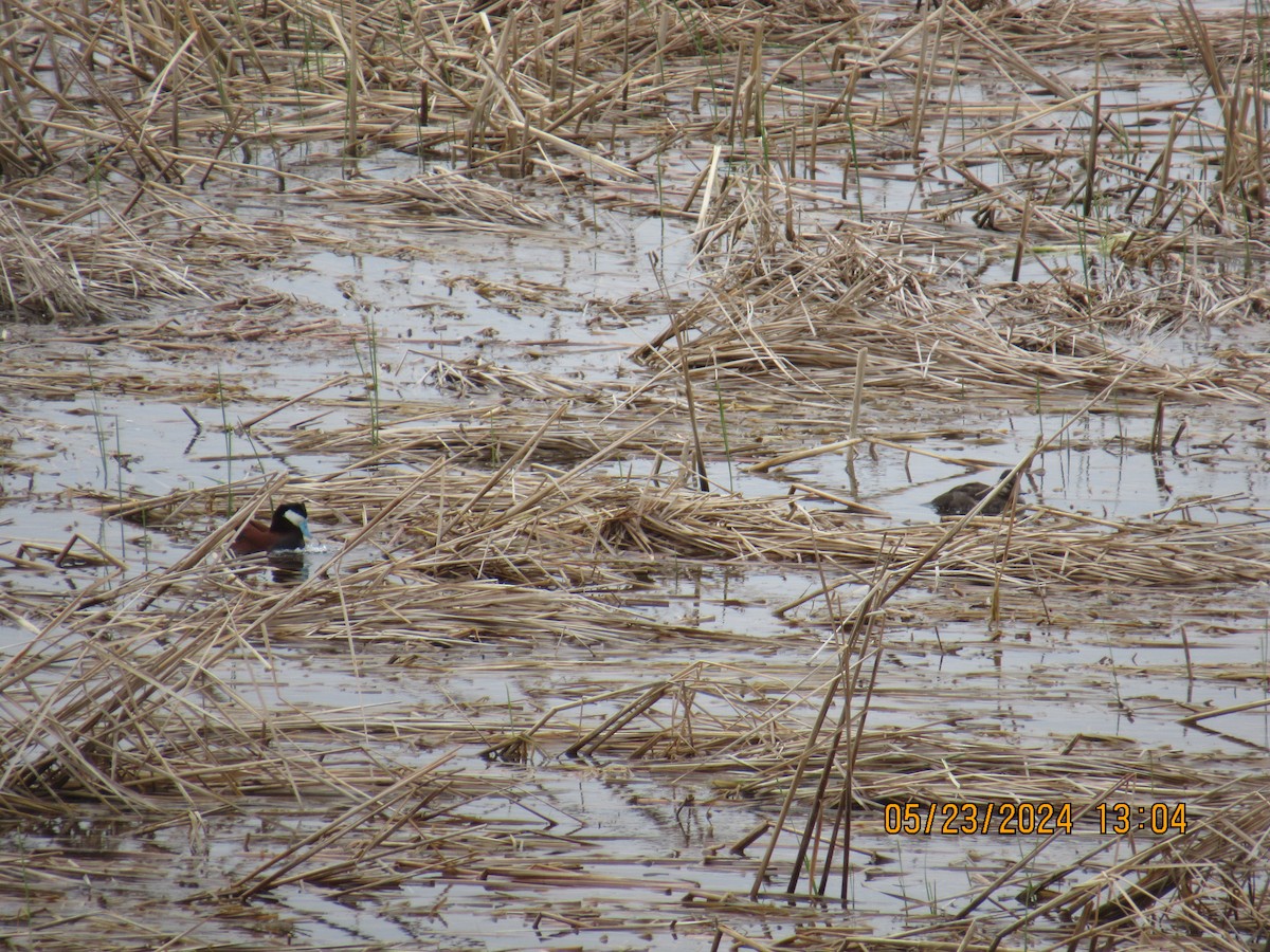 Ruddy Duck - ML620495746