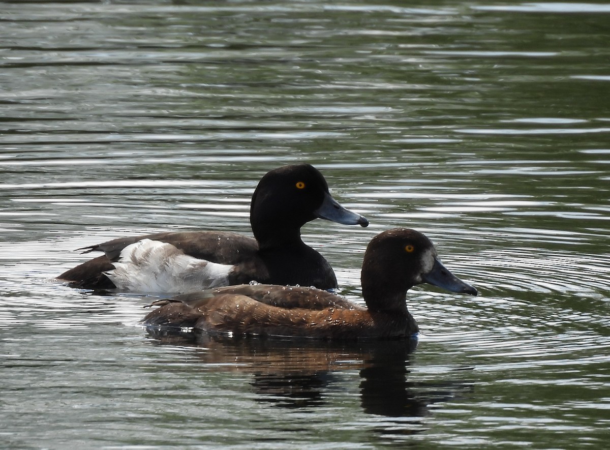 鳳頭潛鴨 - ML620495753