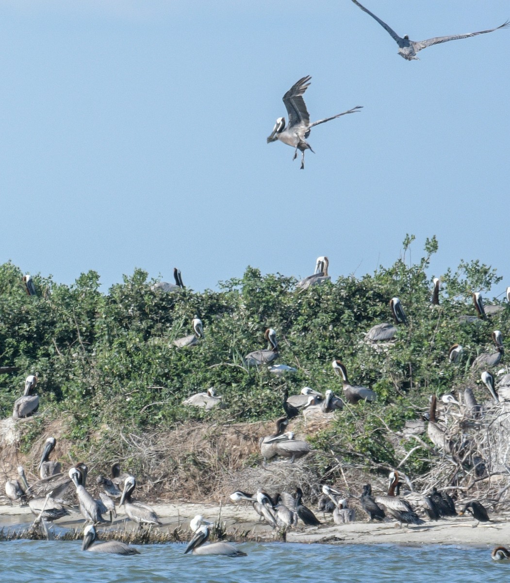 Brown Pelican - ML620495755