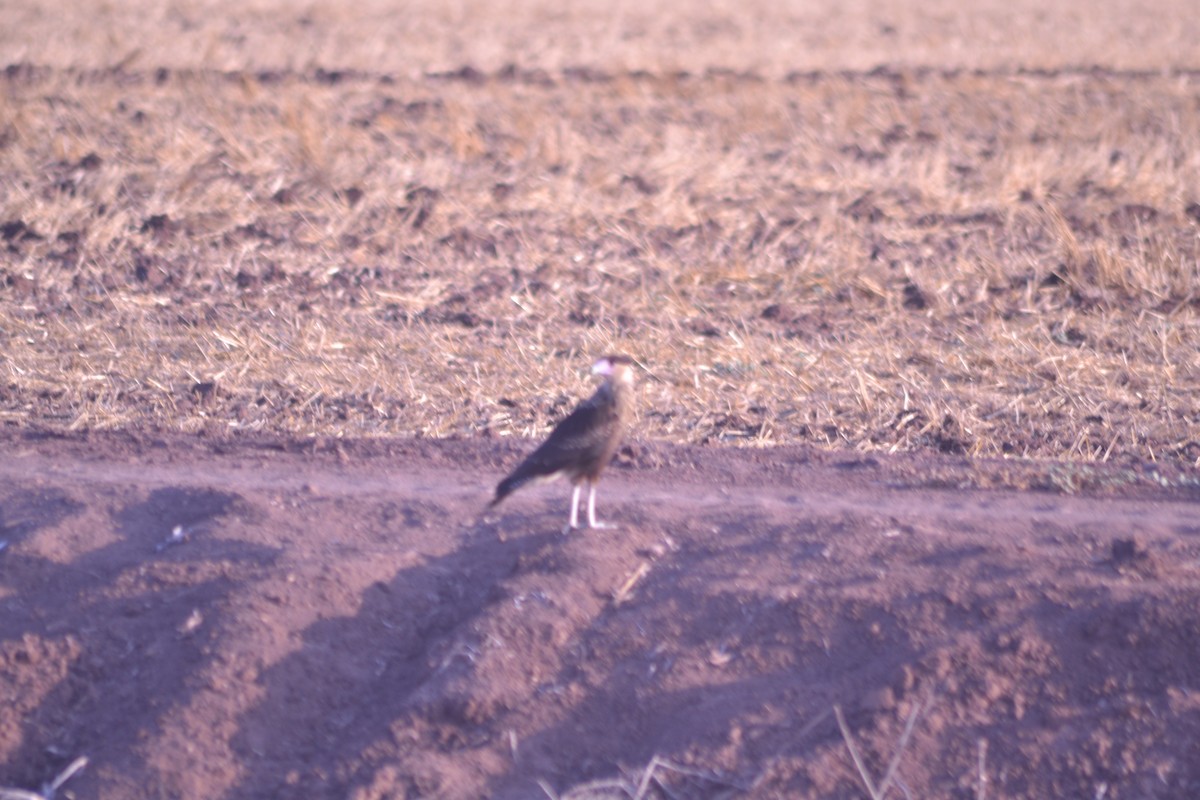 Crested Caracara (Northern) - ML620495758