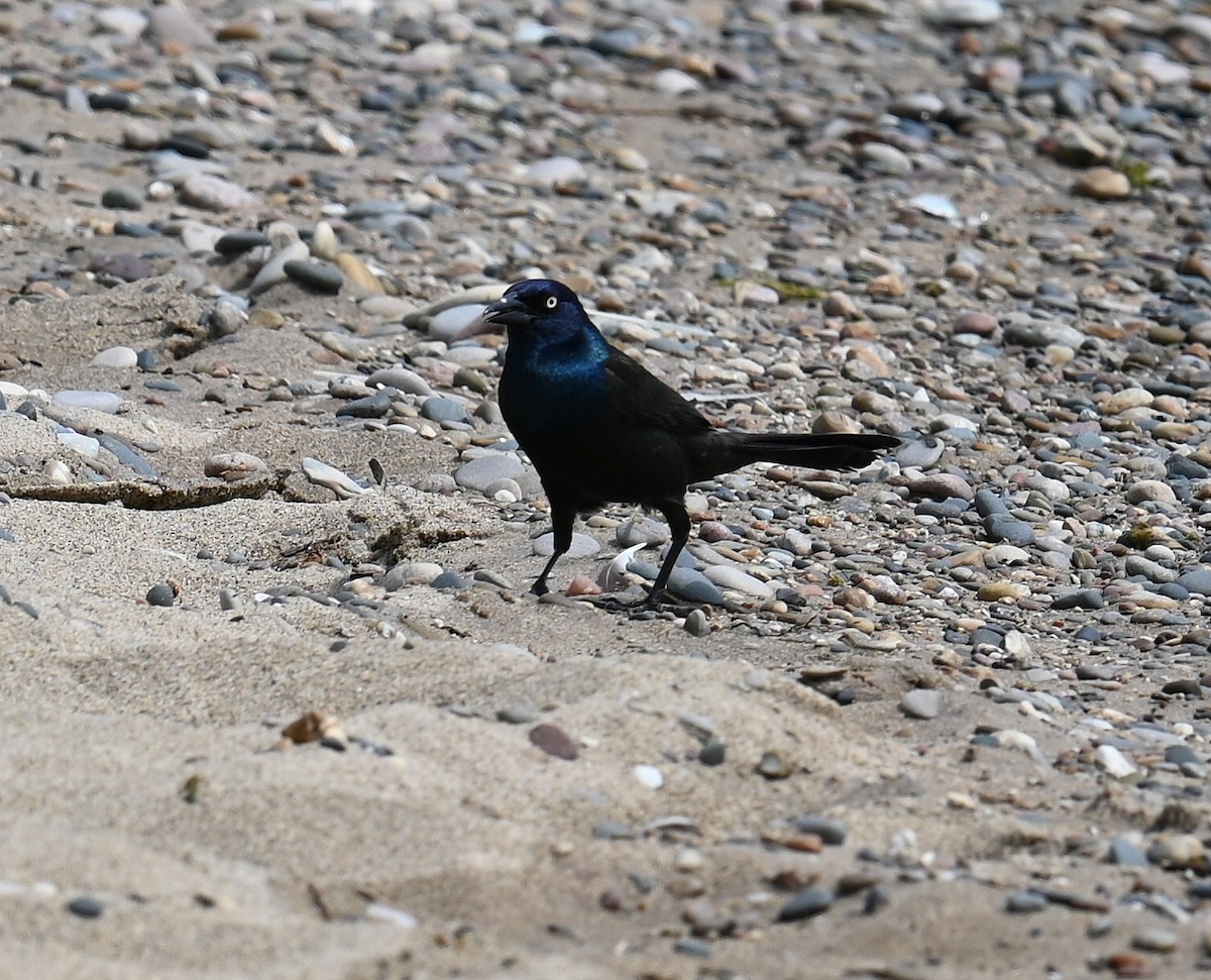 Common Grackle - ML620495765