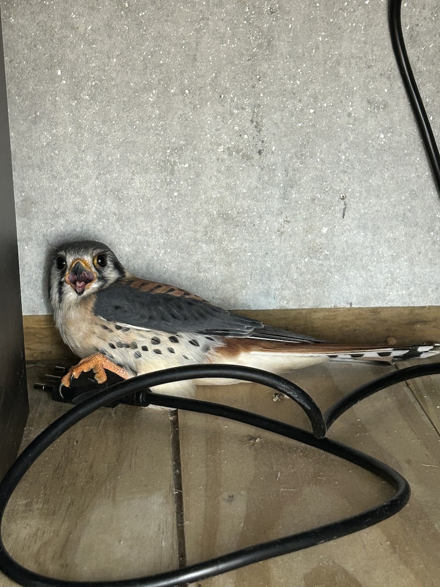 American Kestrel - ML620495768