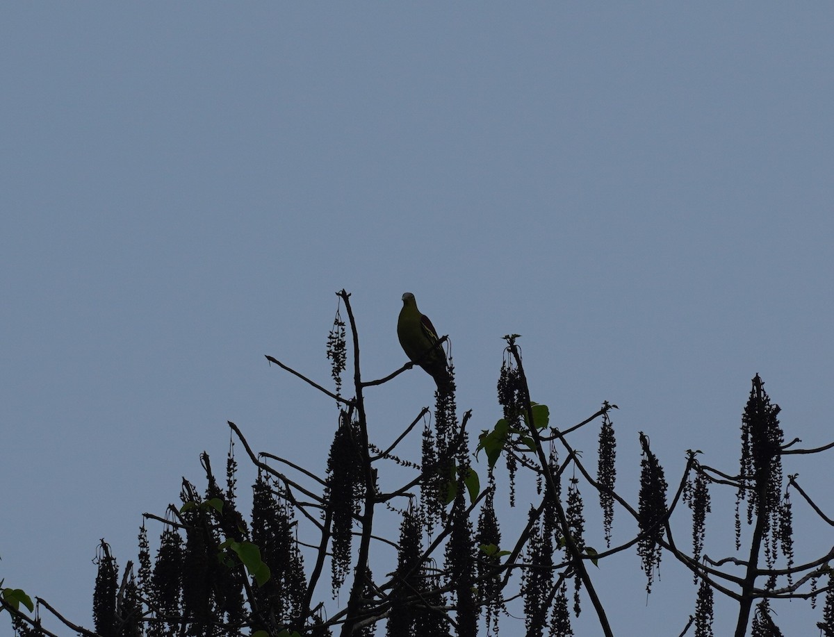 Gray-fronted Green-Pigeon - ML620495775