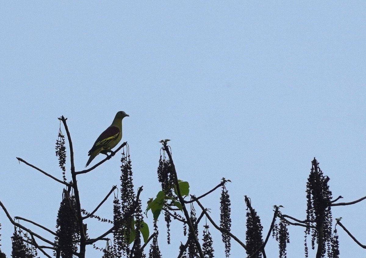 Gray-fronted Green-Pigeon - ML620495776