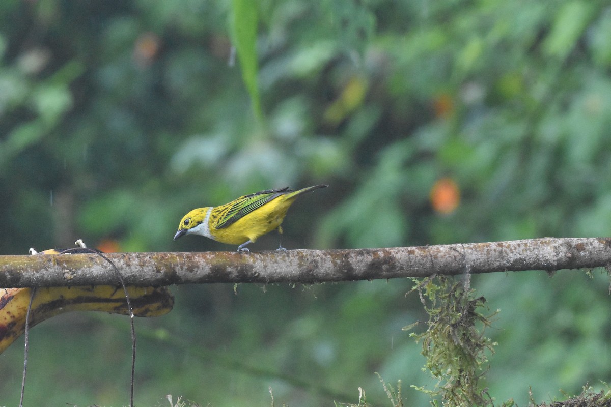 Silver-throated Tanager - ML620495777