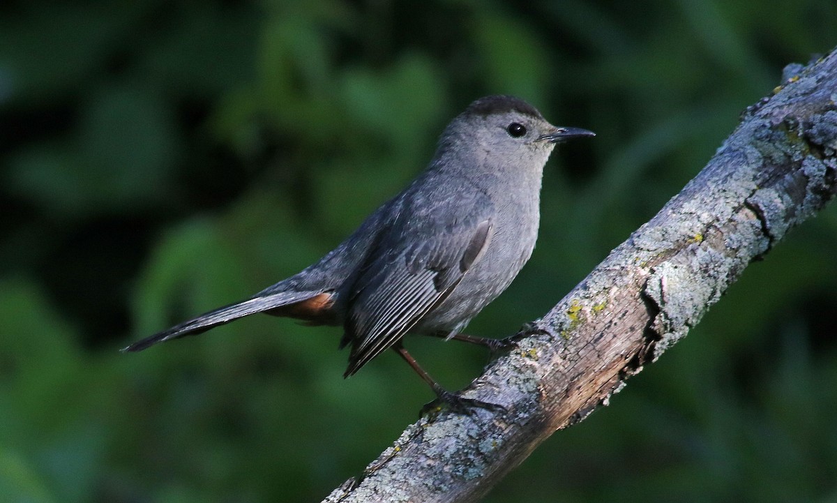 Gray Catbird - ML620495780