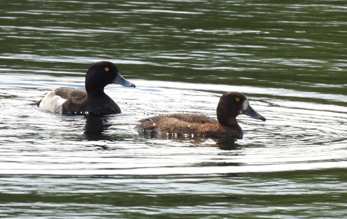 Tufted Duck - ML620495781