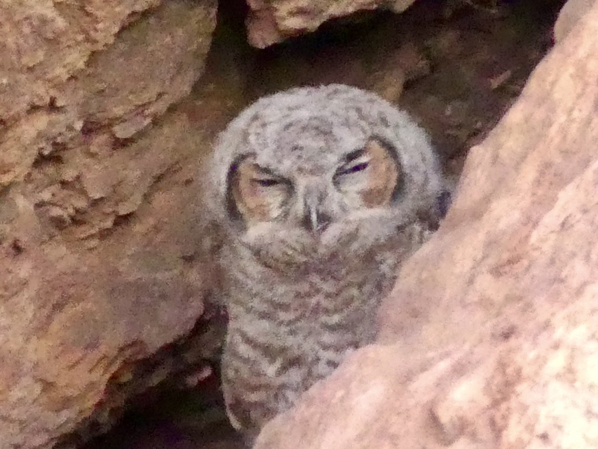 Great Horned Owl - ML620495782