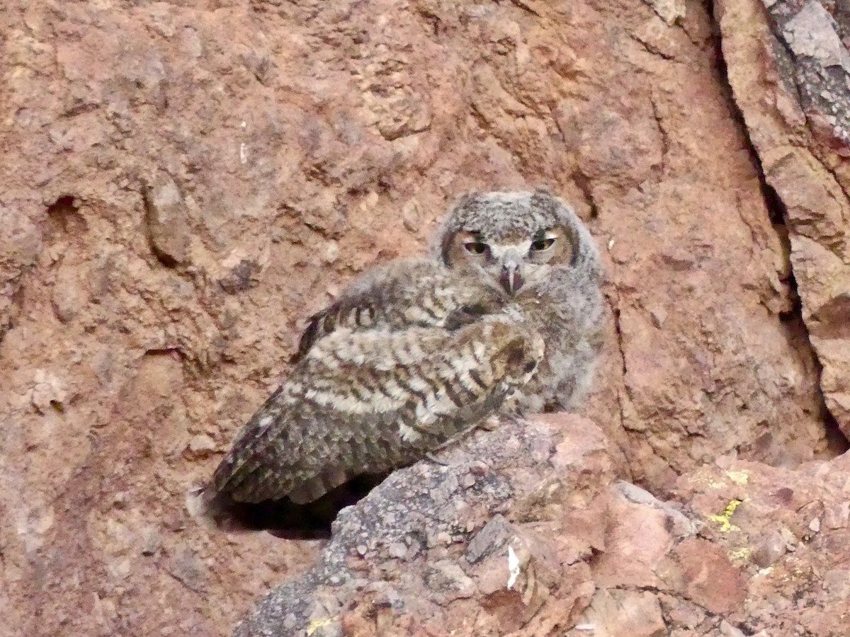 Great Horned Owl - ML620495783