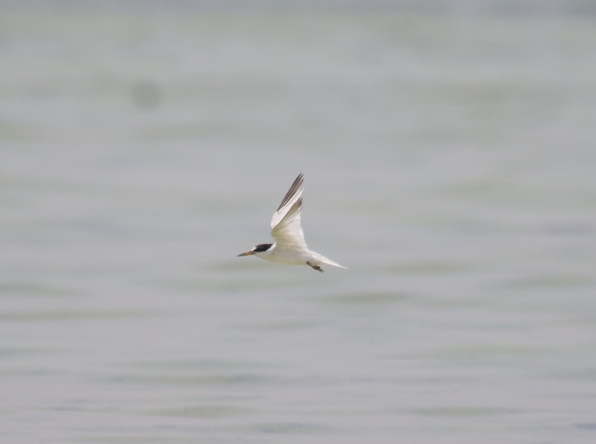 Saunders's Tern - ML620495784