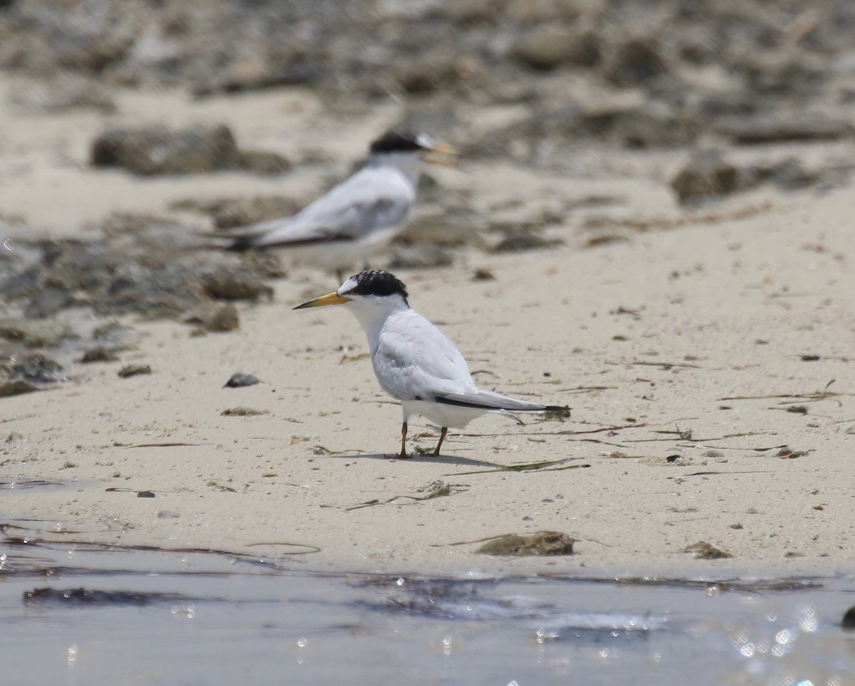 Saunders's Tern - ML620495786