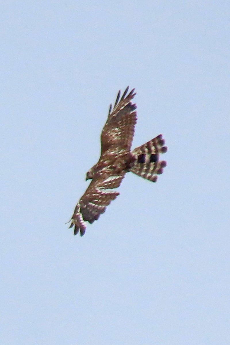 Red-shouldered Hawk - ML620495788