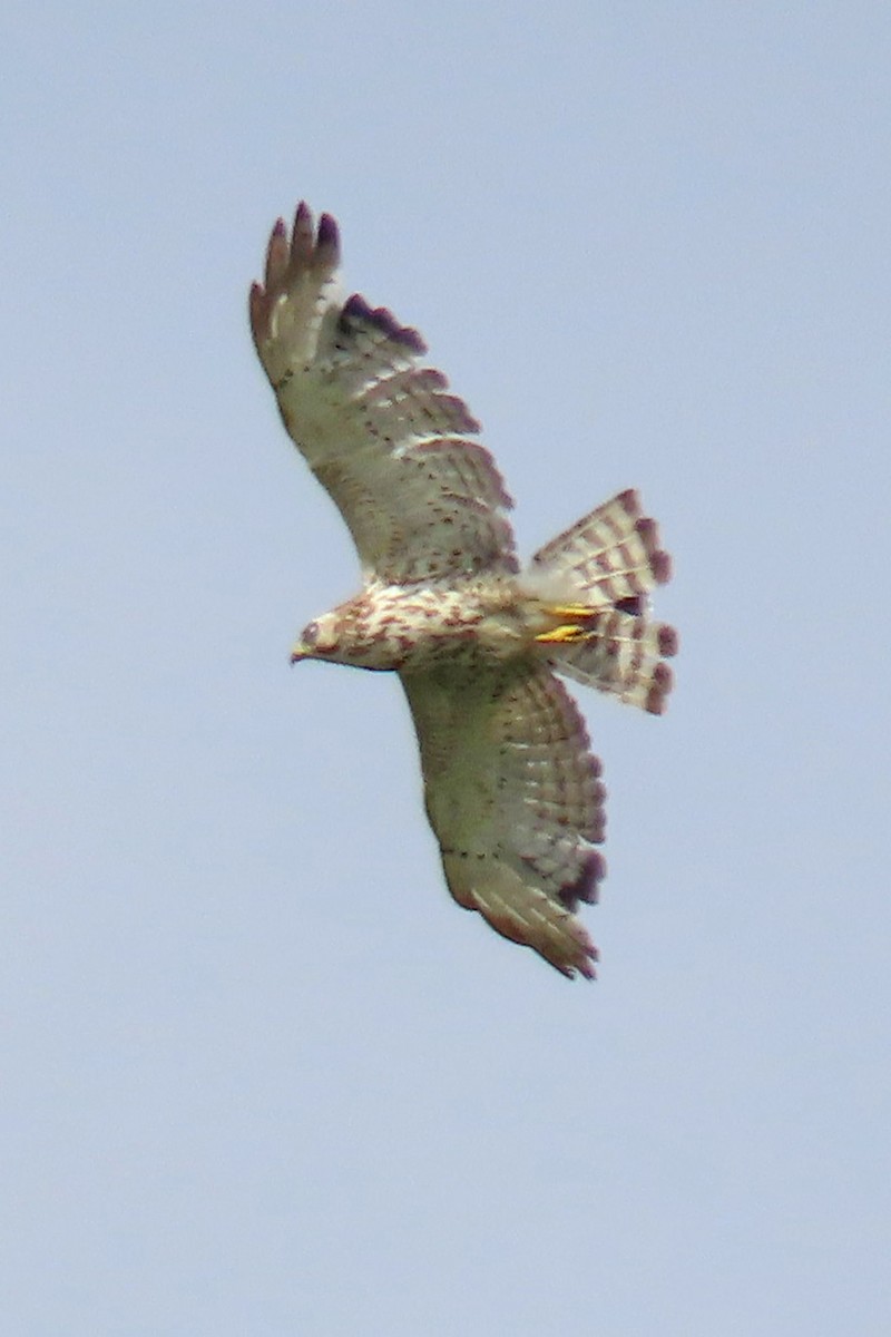 Red-shouldered Hawk - ML620495789