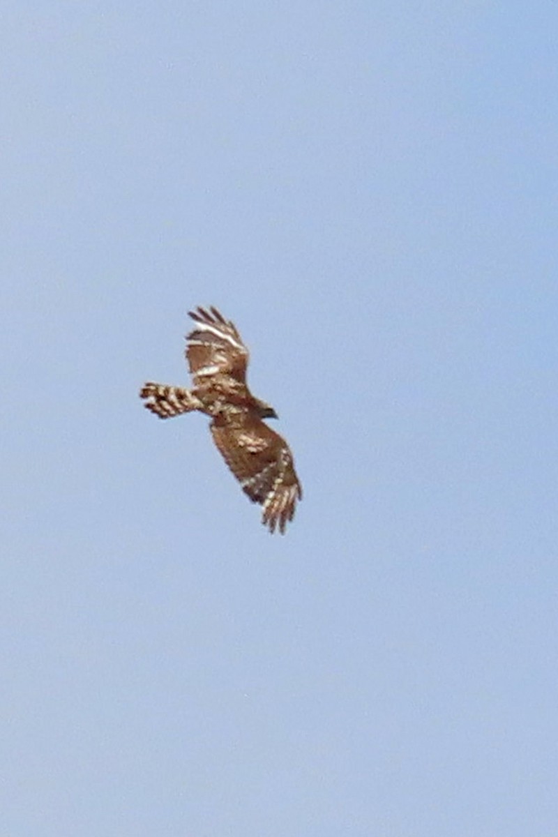 Red-shouldered Hawk - ML620495790