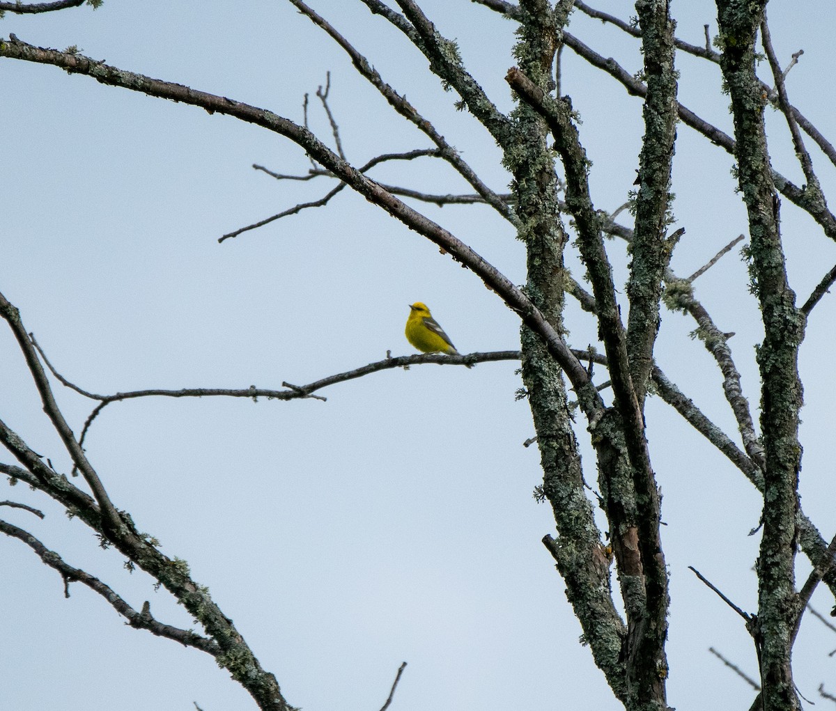 Blauflügel-Waldsänger - ML620495792