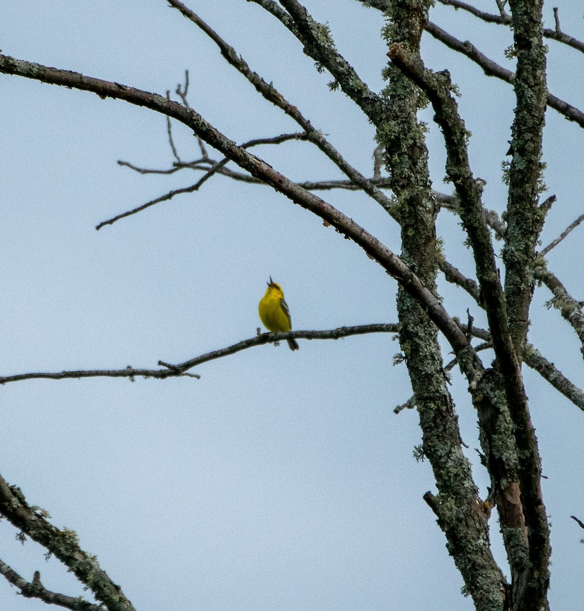 Blauflügel-Waldsänger - ML620495793