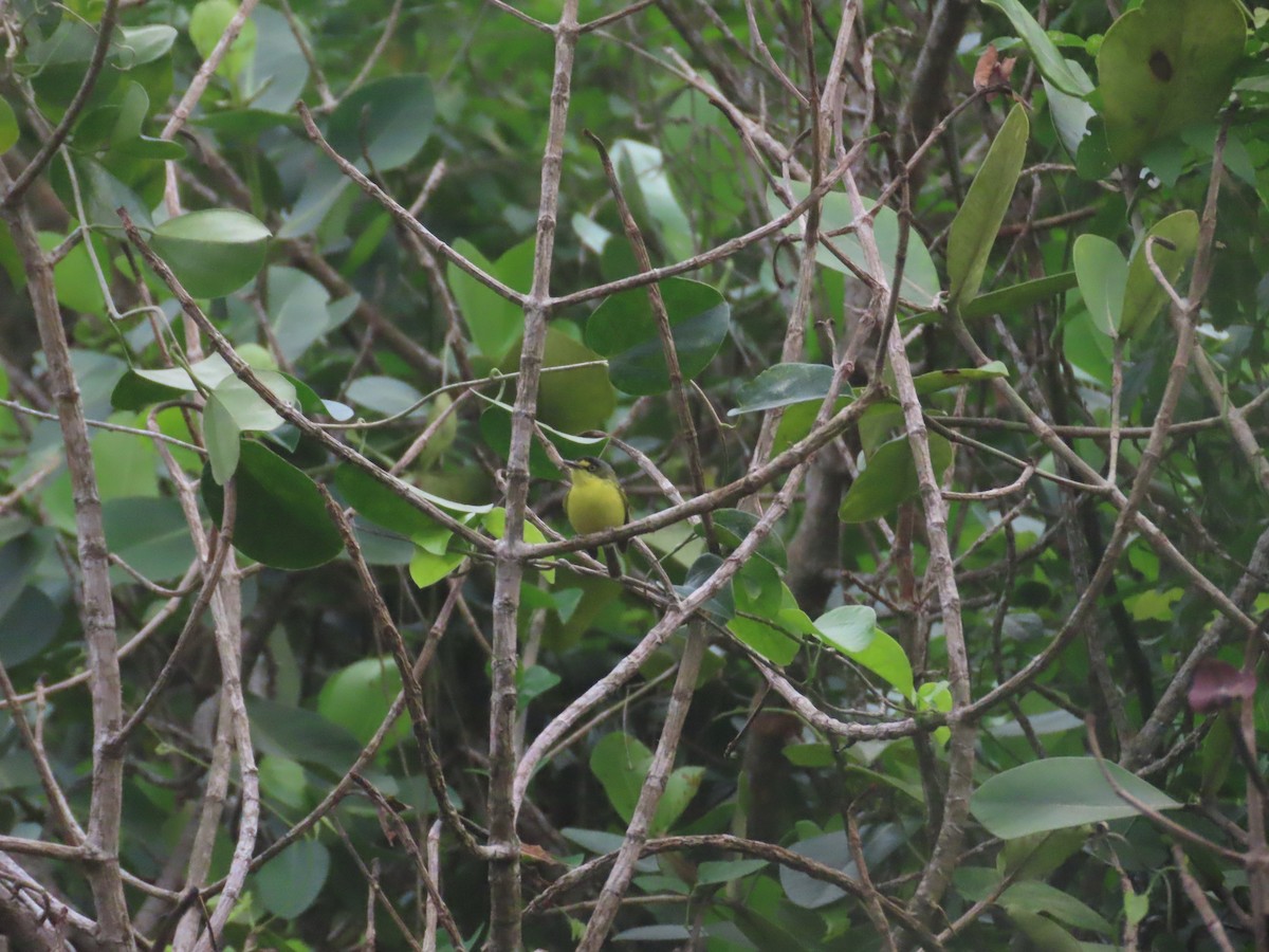 Gray-headed Tody-Flycatcher - ML620495795